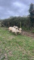 4 VALAIS BLACKNOSE EWES & 5 LAMBS - 6