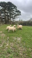 4 VALAIS BLACKNOSE EWES & 5 LAMBS - 7