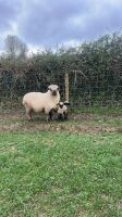 4 VALAIS BLACKNOSE EWES & 5 LAMBS - 8