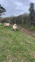 4 VALAIS BLACKNOSE EWES & 5 LAMBS - 9