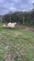 4 VALAIS BLACKNOSE EWES & 5 LAMBS - 10