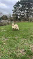 4 VALAIS BLACKNOSE EWES & 5 LAMBS - 11