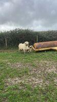 4 VALAIS BLACKNOSE EWES & 5 LAMBS - 12