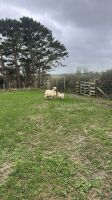 4 VALAIS BLACKNOSE EWES & 5 LAMBS - 13