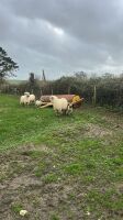 4 VALAIS BLACKNOSE EWES & 5 LAMBS - 14