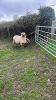 4 VALAIS BLACKNOSE EWES & 5 LAMBS - 16