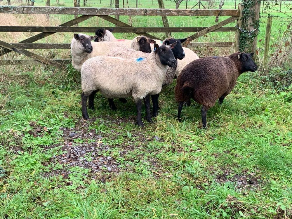 6 SUFFOLK 2T EWES - BIDS PER LIFE