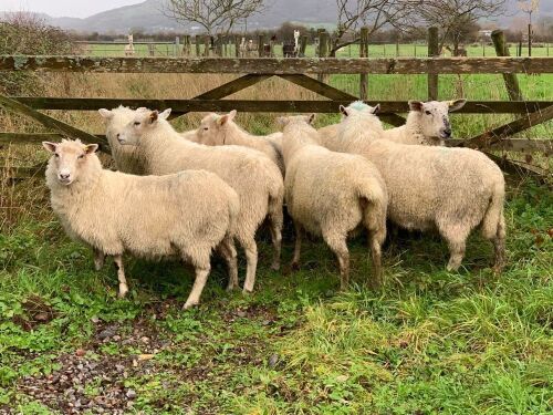 7 ROMNEY X 2T EWES - BIDS PER LIFE
