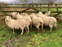 7 ROMNEY X 2T EWES - BIDS PER LIFE