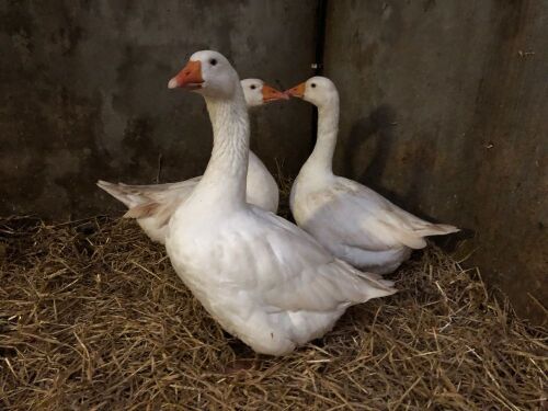 4 X UNSEXED DOMESTIC GEESE - BIDS PER LIFE