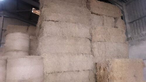 50 SQUARE BALES OF 2025 HAY - BIDS PER BALE