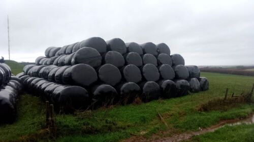 25 ROUND BALES OF 2024 SILAGE - BIDS PER BALE