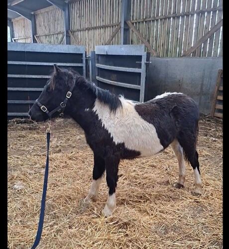 7MO PIEBALD FILLY FOAL
