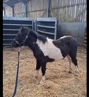 7MO PIEBALD FILLY FOAL