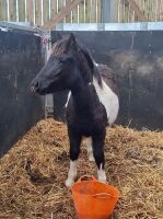 7MO PIEBALD FILLY FOAL - 2