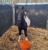 7MO PIEBALD FILLY FOAL - 4