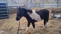 7MO PIEBALD FILLY FOAL - 5