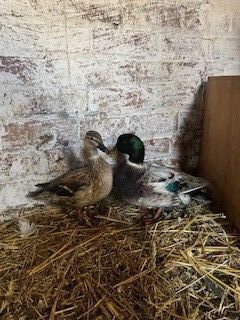 PAIR OF MINI APPLEYARD DUCKS - BIDS PER LIFE