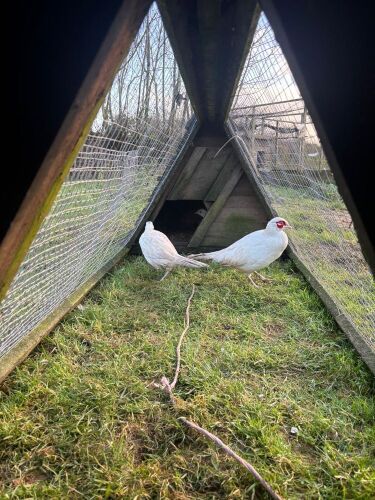 TRIO OF WHITE PHEASANTS - BIDS PER LIFE