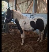 5YO PIEBALD FILLY