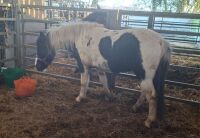 5YO PIEBALD FILLY - 2