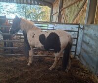 5YO PIEBALD FILLY - 3