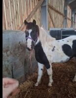 5YO PIEBALD FILLY - 5