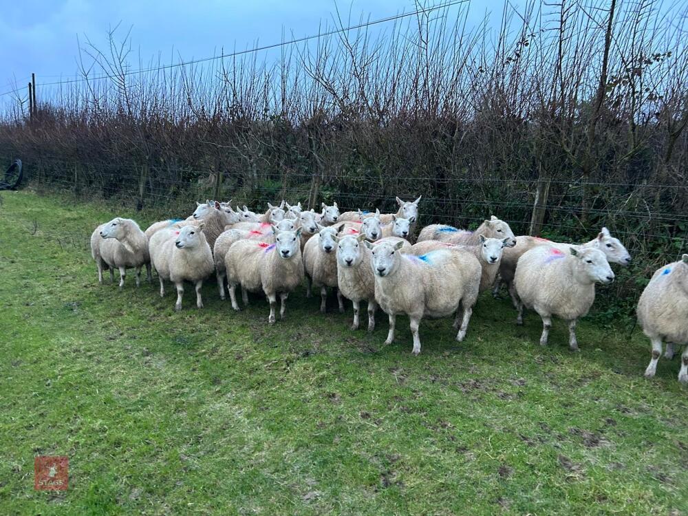 25 IN-LAMB FULL MOUTH CHEVIOT EWES - BIDS PER HEAD