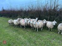 25 IN-LAMB FULL MOUTH CHEVIOT EWES - BIDS PER HEAD