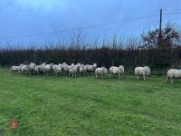 25 IN-LAMB FULL MOUTH CHEVIOT EWES - BIDS PER HEAD - 2