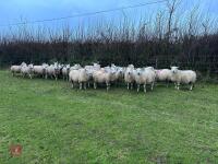 25 IN-LAMB FULL MOUTH CHEVIOT EWES - BIDS PER HEAD - 3