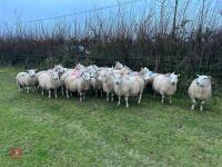 25 IN-LAMB FULL MOUTH CHEVIOT EWES - BIDS PER HEAD - 5