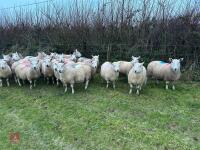 25 IN-LAMB FULL MOUTH CHEVIOT EWES - BIDS PER HEAD - 6
