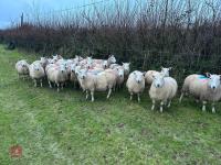 25 IN-LAMB FULL MOUTH CHEVIOT EWES - BIDS PER HEAD - 7