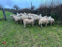 25 IN-LAMB FULL MOUTH CHEVIOT EWES - BIDS PER HEAD - 8