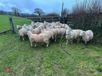 25 IN-LAMB FULL MOUTH CHEVIOT EWES - BIDS PER HEAD - 9