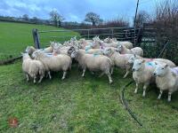 25 IN-LAMB FULL MOUTH CHEVIOT EWES - BIDS PER HEAD - 10