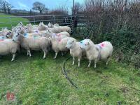 25 IN-LAMB FULL MOUTH CHEVIOT EWES - BIDS PER HEAD - 11