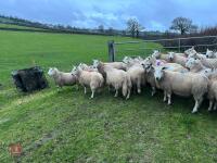 25 IN-LAMB FULL MOUTH CHEVIOT EWES - BIDS PER HEAD - 12