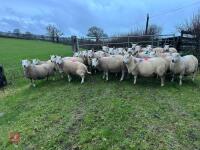 25 IN-LAMB FULL MOUTH CHEVIOT EWES - BIDS PER HEAD - 13