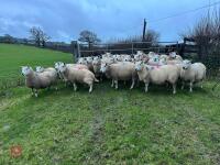 25 IN-LAMB FULL MOUTH CHEVIOT EWES - BIDS PER HEAD - 14