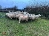 25 IN-LAMB FULL MOUTH CHEVIOT EWES - BIDS PER HEAD - 15