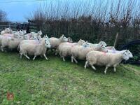 25 IN-LAMB FULL MOUTH CHEVIOT EWES - BIDS PER HEAD - 16