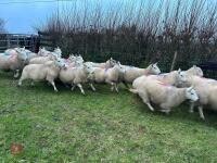 25 IN-LAMB FULL MOUTH CHEVIOT EWES - BIDS PER HEAD - 17