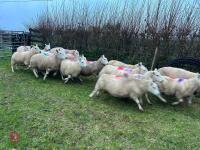25 IN-LAMB FULL MOUTH CHEVIOT EWES - BIDS PER HEAD - 18