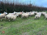 25 IN-LAMB FULL MOUTH CHEVIOT EWES - BIDS PER HEAD - 19