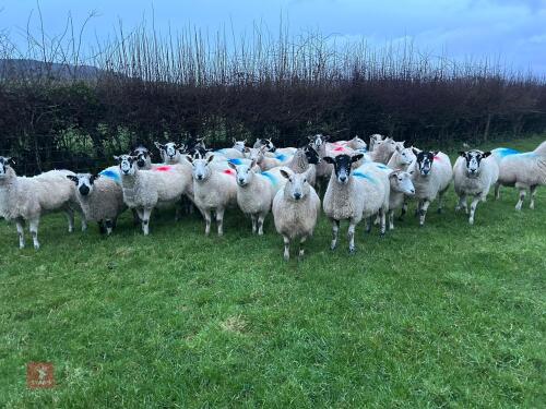 31 IN-LAMB 4T MULE EWES - BIDS PER HEAD