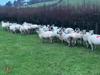31 IN-LAMB 4T MULE EWES - BIDS PER HEAD - 3