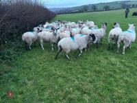 31 IN-LAMB 4T MULE EWES - BIDS PER HEAD - 6