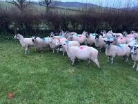 31 IN-LAMB 4T MULE EWES - BIDS PER HEAD - 12